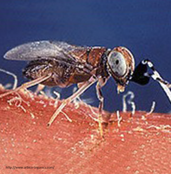 Mealybugs and Scales | Washington Hemp Insects