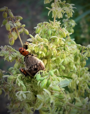 Bumble Flower Beetle | Washington Hemp Insects