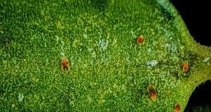 Mite, Privet rust