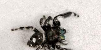 Jumping Spiders