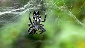 Orbweaver Spiders